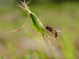 horse fly in the meadows photo
