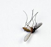 Dead Mosquito photo