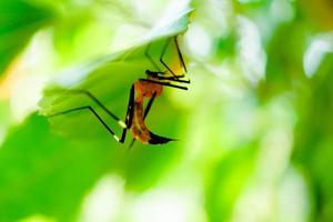 mosquito de la malaria debajo de la hoja verde foto