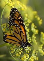 mariposa monarca foto