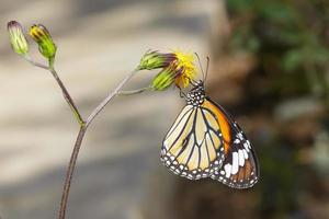 mariposa tigre común en flor