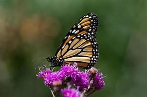 Monarch Butterfly on Ironweed photo