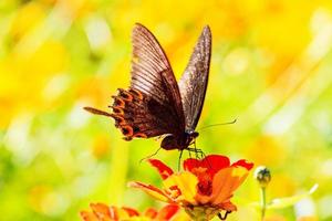 butterfly on flowers photo