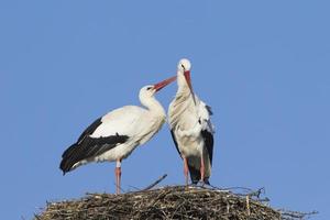 White stork pair photo