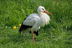 stork in the park photo