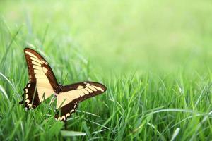 Yellow Butterfly in Green Grass Background photo