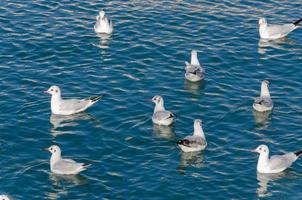 seagulls photo