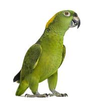 Yellow-naped parrot looking at the camera (6 years old)