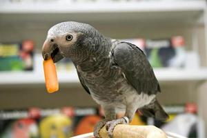 African Grey Parrot Eating a Carrot