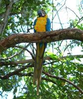 Macaw Parrot photo