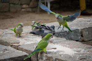 Parrots Playing photo