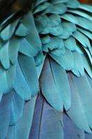 parrot feathers