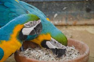 blue parrot photo