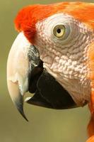 Arara parrot photo