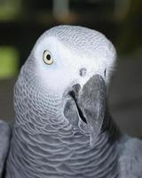 African Gray Parrot photo