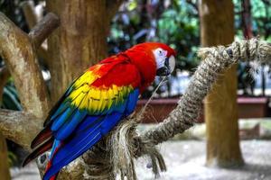 Macaw Parrot photo