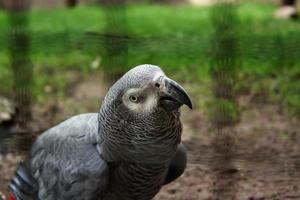 Parrot African