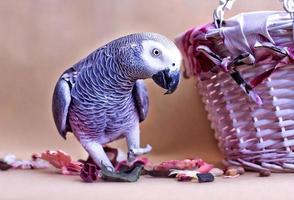 African grey parrot and nuts