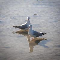 Whitsunday Islands Seagull