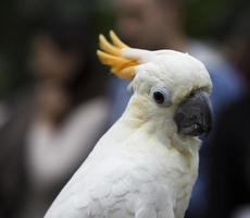 Sulphur Chested Cockatoo