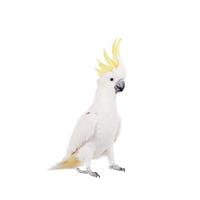 Sulphur-crested Cockatoo, isolated on white photo