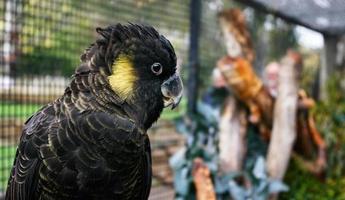 Lovely Black Cockatoo With Yellow Cheeks photo