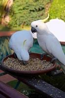 White Cockatoo photo
