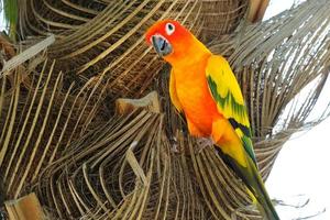 Lovely colorful Sun Conure parrot in the nature photo