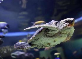 Green sea turtle photo