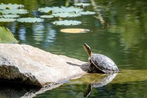 Western Painted Turtle in Pond