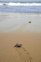 tortugas bebé haciendo su camino hacia el océano foto