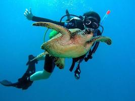 buzo con tortuga marina foto