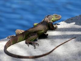 Green Iguana (Iguanidae)  sunbathing, Fort Lauderdale, Florida photo