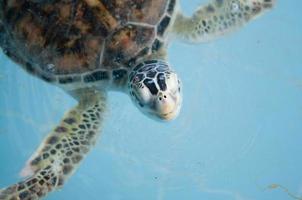 Sea turtles in nursery of Thailand photo