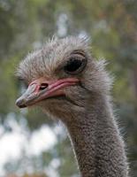 Ostrich head shot in Adelaide