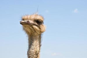 Ostrich's face photo