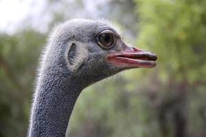 Ostrich Eye photo