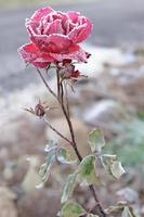 Red Rose covered with frost