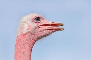 vista lateral de la cara roja de avestruz