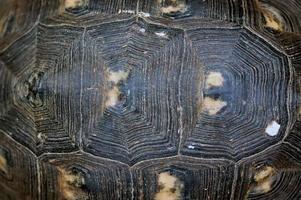 textura de caparazón de tortuga