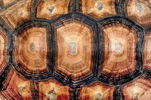 Close up view of turtle shell photo