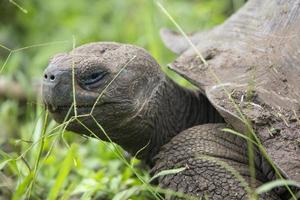 tortuga gigante de tierra de galápagos foto