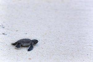 Green Turtle Hatchlings photo