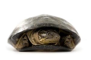 Turtle - p&#233;lusios subniger photo