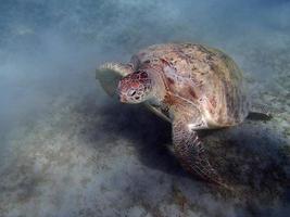 tortuga marina foto
