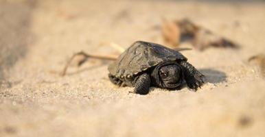 little turtle crawling on sand photo
