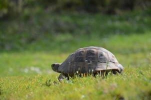 Turtle In Grass