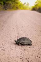Turtle on ground. photo