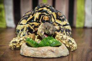 Leopard tortoise eating cucumber photo