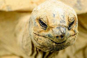 tortuga gigante de aldabra foto